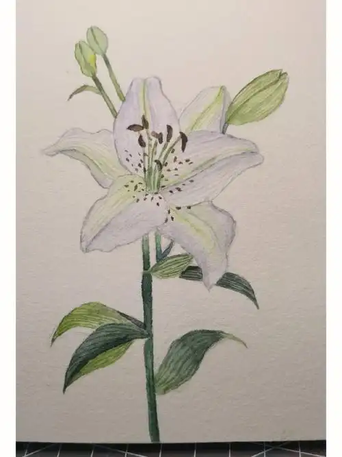 继续加油#自学水彩  #水彩  #水彩临摹  #线稿  #水彩画  #水彩百合花