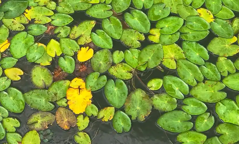 夏日的野花和浮萍
