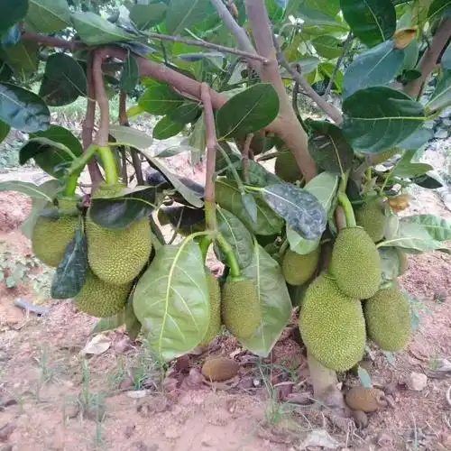 泰国红肉菠萝蜜苗嫁接南方种植盆栽四季泰国八号红肉树菠萝苗四季