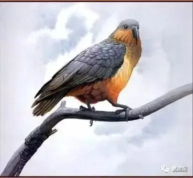 已经灭绝的鹦鹉列表!附图