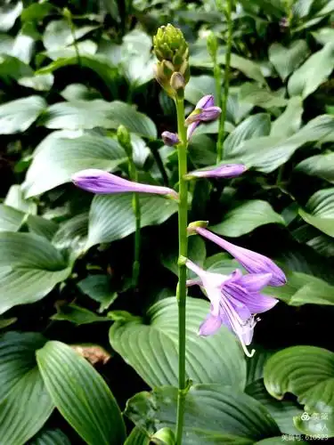 《紫萼》(紫玉簪)