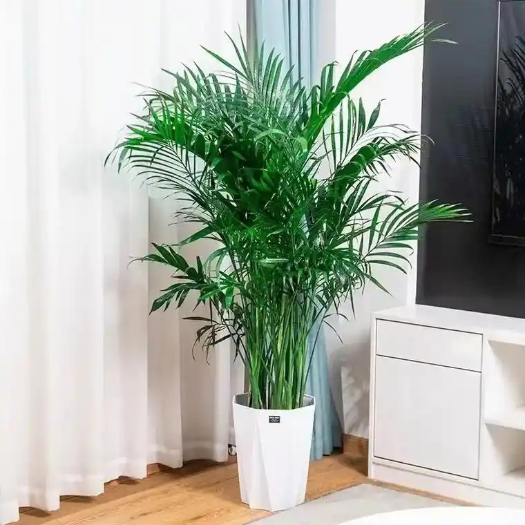 家里养一棵富贵椰子,像一片绿色小森林,平添一抹生机.它四季常 - 抖音