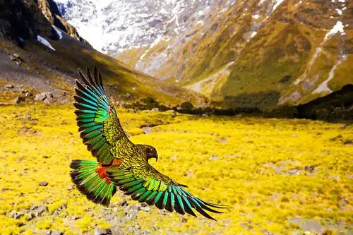 [分享]绝美的新西兰动植物摄影照片