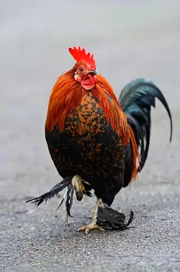 公鸡图片_公鸡图片大全_公鸡图片素材