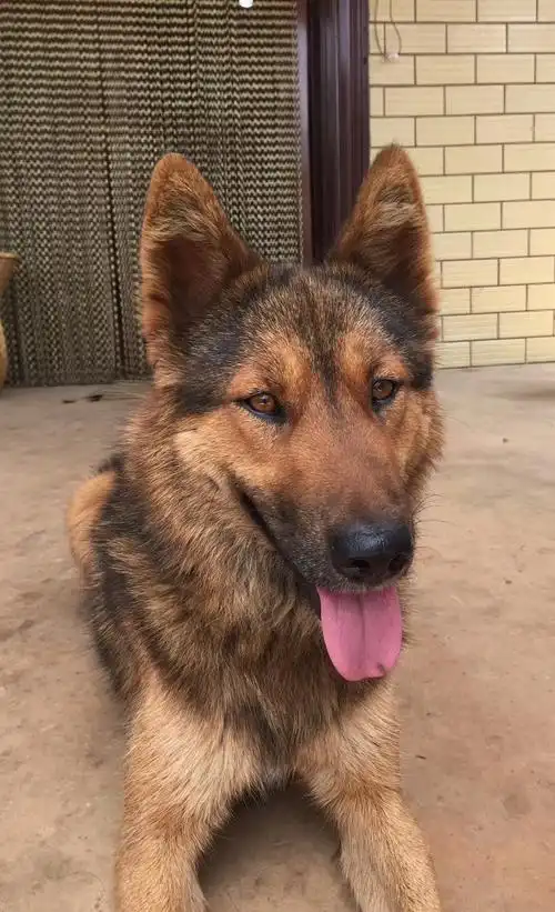 纯真土狼狗看家好手挺像德牧的碰个瓷