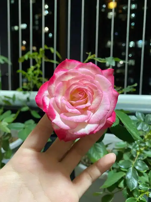 月季摩纳哥公爵