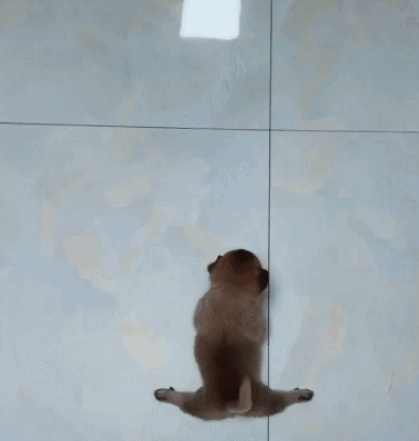 小柴犬走路不稳,索性玩一字马漂移,网友:你是海豹派来的卧底吧