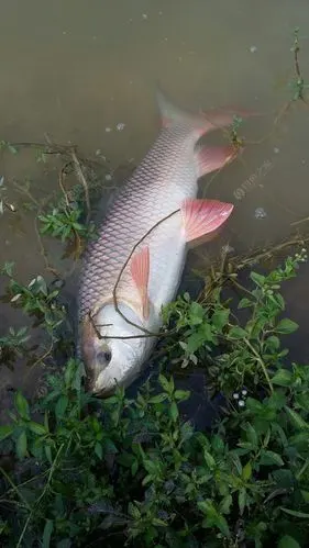 私人鱼塘超大泰国鲮鱼