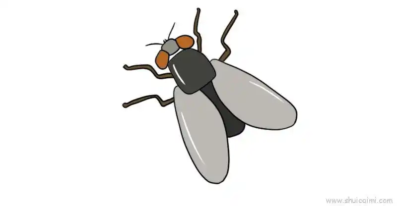 苍蝇简笔画画法图解