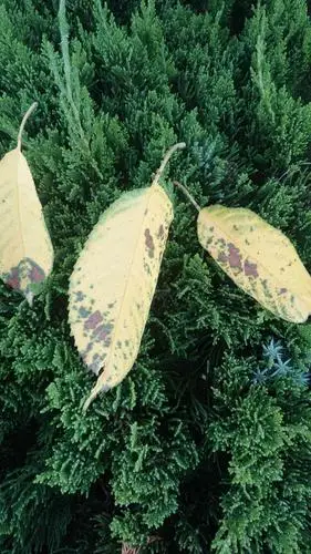 樱桃褐斑病该病的发生与降雨程度