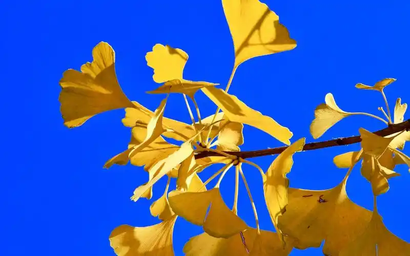 随笔满地翻黄银杏叶,纵是辉煌揽半秋(原创)