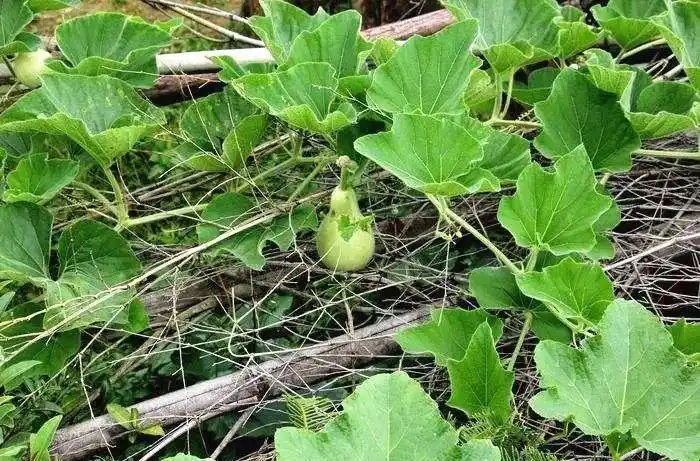 苦葫芦瓜含有一种植物毒素——碱糖甙毒素,且毒素加热后也不易被破坏