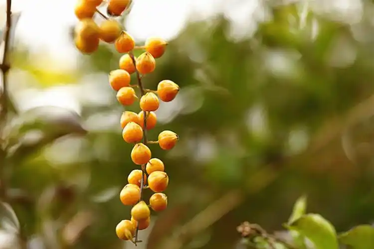 金色金露花果子