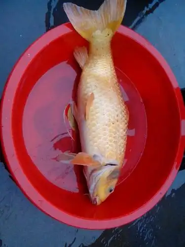 8公斤的红鲤鱼价格