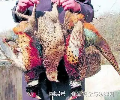 伽师法院男子捕杀野鸡野兔被判刑