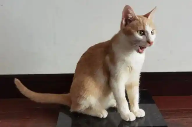 温州领养三花橘猫