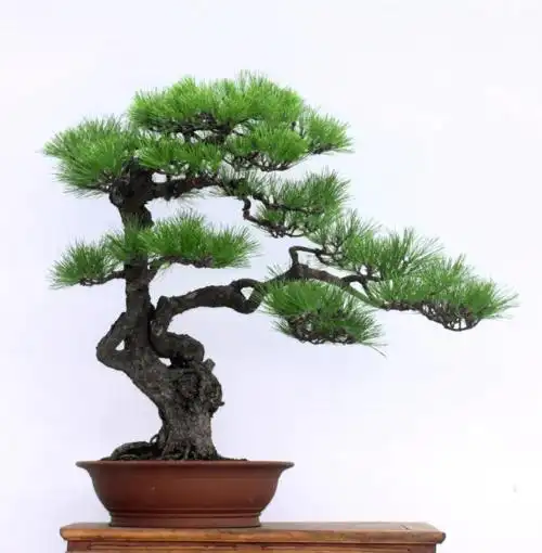 徐昊:松树盆景制作艺术