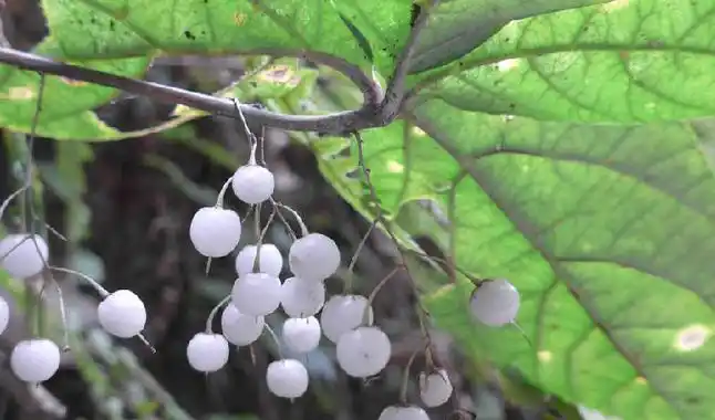 p>三叶香草(学名:lysimachia insignis)为 a href="#" data-lemmaid=