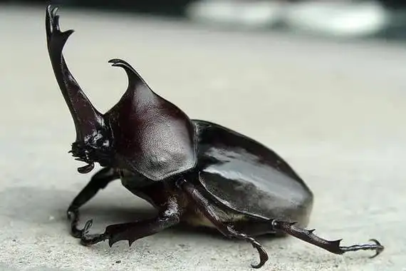 屎壳郎和独角仙的区别是什么屎壳郎可以吃吗