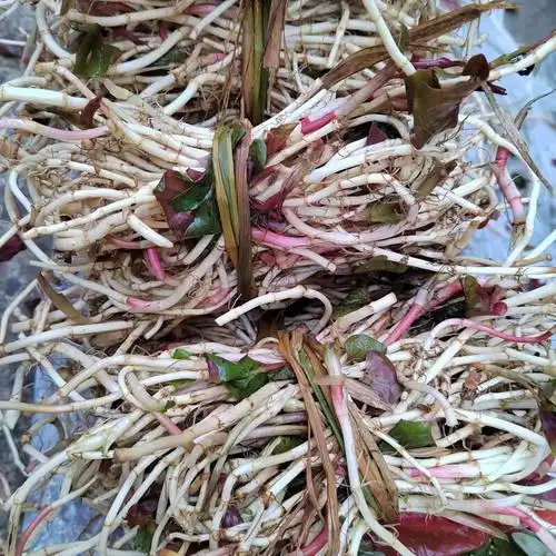 贵州农家新鲜现挖折耳根鱼腥草节耳根嫩芽凉拌顺丰航空500g