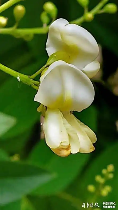 清新脱俗国槐花,爱的味道溢满园