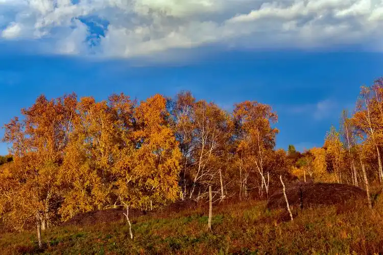 【秋天的白桦树摄影图片】生态摄影_墨客君的博客_太平洋电脑网摄影部