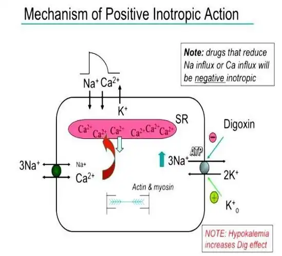 舒张性心衰为什么不能用洋地黄类药物?
