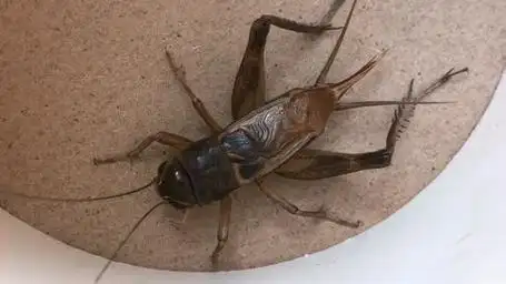 两广蟋蟀,好不好看?