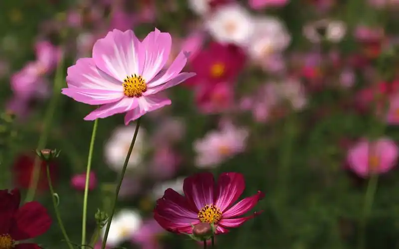 唯美格桑花高清图片电脑桌面壁纸下载