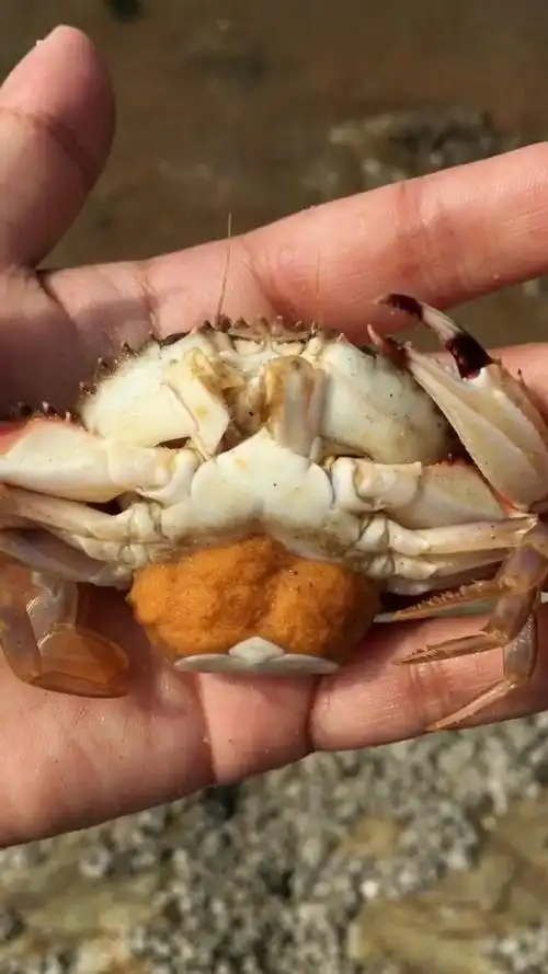 一只怀孕的母蟹,放生了吧.