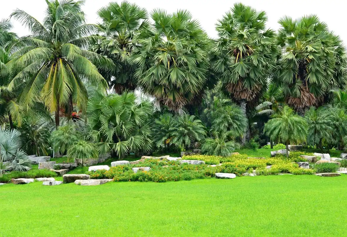 旅游景点分享,西双版纳热带植物园,位于西双版纳勐腊县勐仑镇的热带
