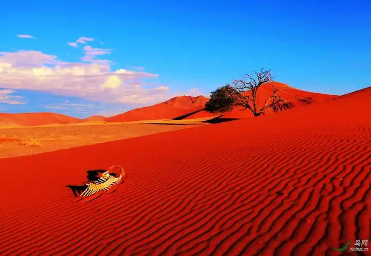 红沙漠