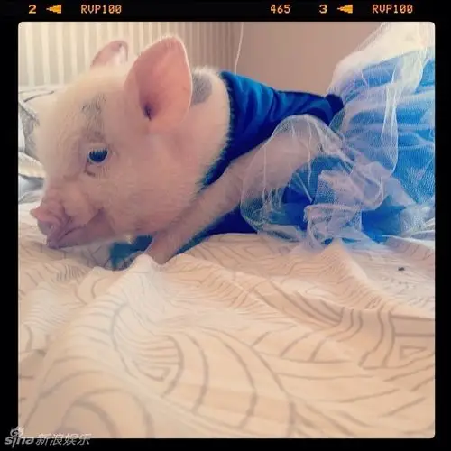 新浪娱乐讯 最近,一只外国的超萌迷你猪在网络爆红,主人每天将它