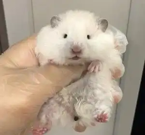 (35一只白熊包邮到家)仓鼠金丝熊家养小仓鼠仓鼠宠物繁殖进度