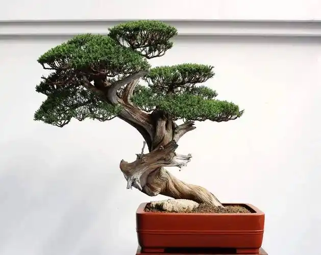 柏树盆景图片自带嶙峋苍老的松柏盆景