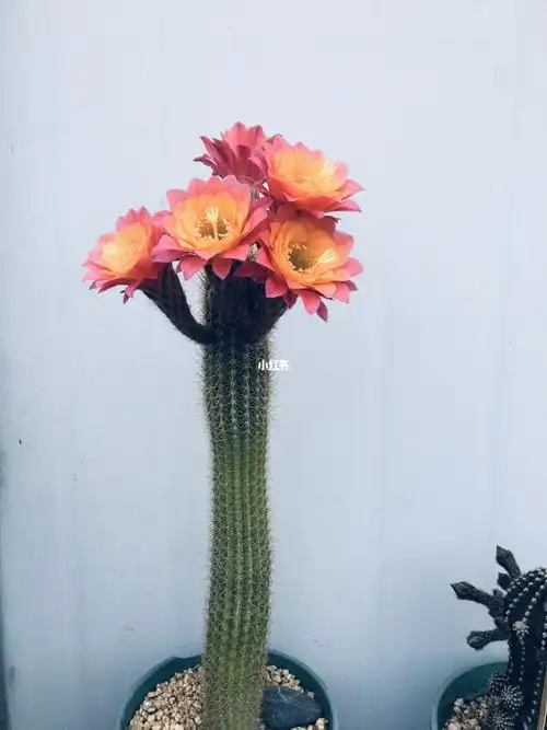 仙人球开花毛化柱时光