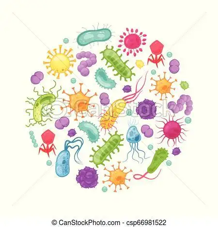 胃, 疾病, 微生物, 细菌, germ.