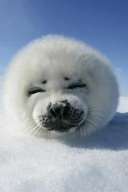 微笑的海狮壁纸(1/1)