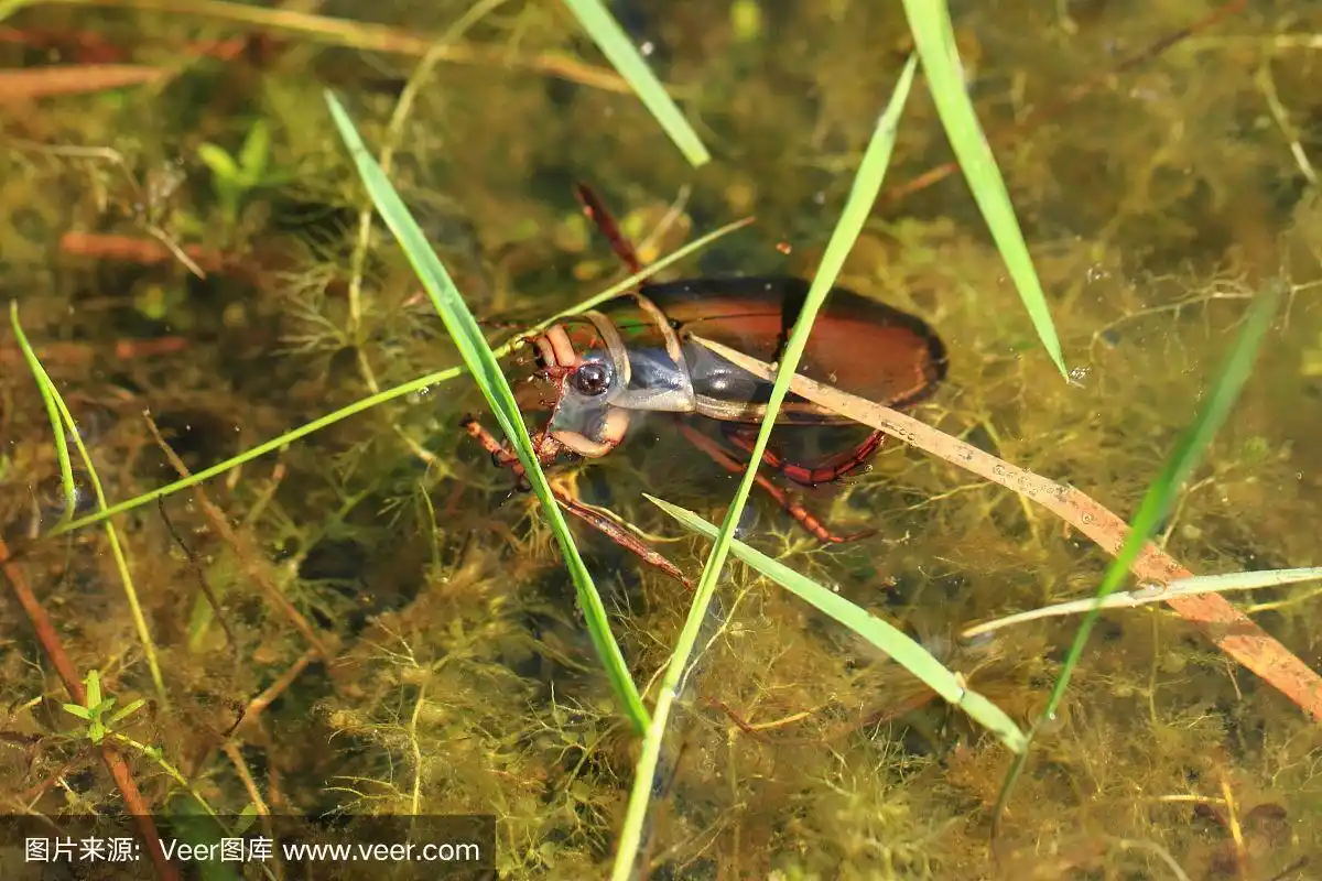 天然泻湖中的水甲虫