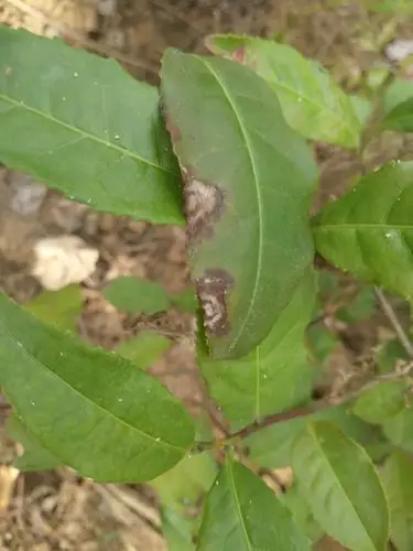 茶树炭疽病