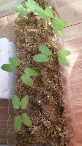 买的人参果,奇葩果.种下已经发芽了,大家看看这种子苗.认识吗?是人参