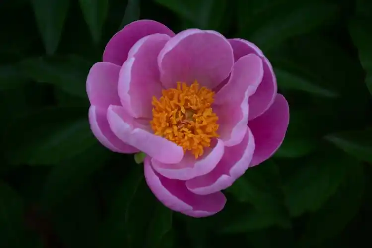 滏阳河畔,芍药花开