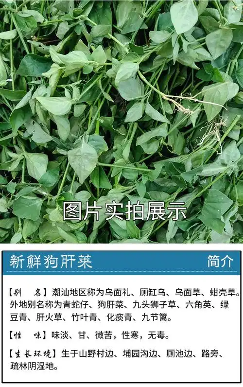 狗肝菜新鲜 潮汕青草乌面草 福建六角英 野红蓝青蛇仔干品 切断无硫干