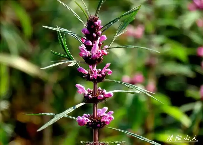 宝清县风景【益母草】清阳山人