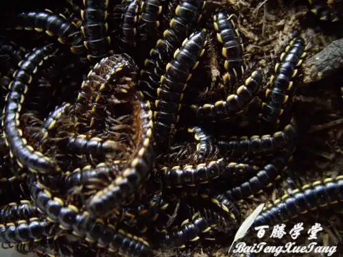 家里有很多不知名黑色小虫,有很多脚像蜈蚣,但没蜈蚣那么大个,身长一