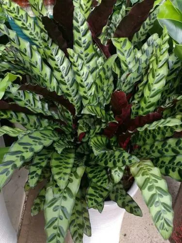 花🌸的世界 - 美篇