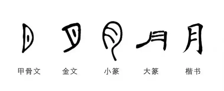 先看看这"月"和"肉"两个字的对比:我们都知道汉字是象形文字,从最早的