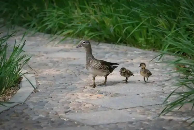 绿头鸭的抓鱼本领应该不差,并且很小就能捕鱼.