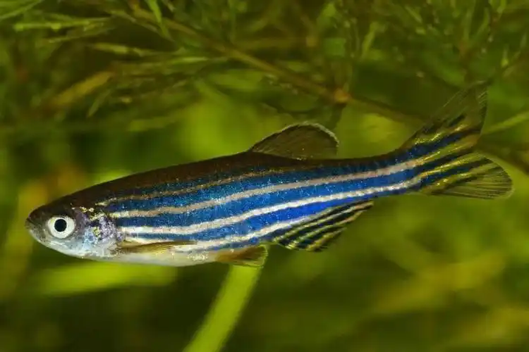 淡水观赏鱼的种类大全