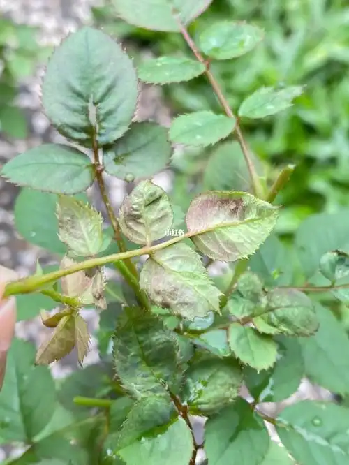 养月季遇到新问题(蓟马)